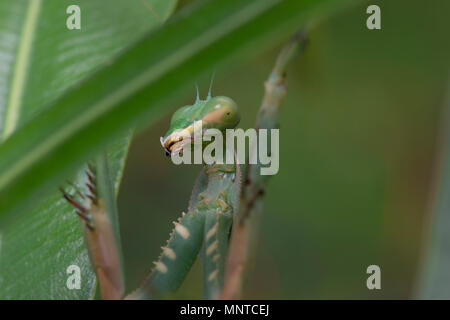 Riesige Afrikanische mantis Sphodromantis viridis, in der freien Wildbahn unter einem Busch in einem Garten in Zypern im Mai. Stockfoto