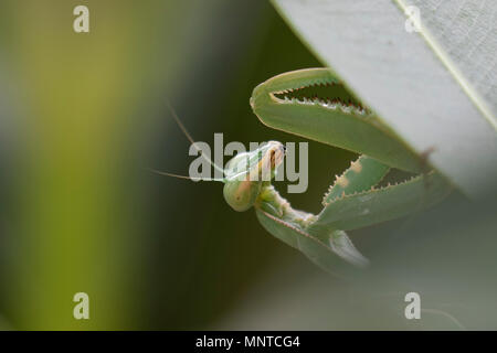 Riesige Afrikanische mantis Sphodromantis viridis, in der freien Wildbahn unter einem Busch in einem Garten in Zypern im Mai. Stockfoto