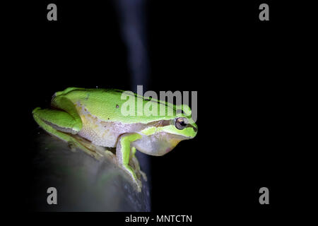 Die europäischen Grünen Laubfrosch, Hyla arborea, von Tag zu Tag ausruhen, quaken in der Nacht in der Natur in einem Zypern Garten. Stockfoto