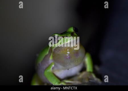 Die europäischen Grünen Laubfrosch, Hyla arborea, von Tag zu Tag ausruhen, quaken in der Nacht in der Natur in einem Zypern Garten. Stockfoto