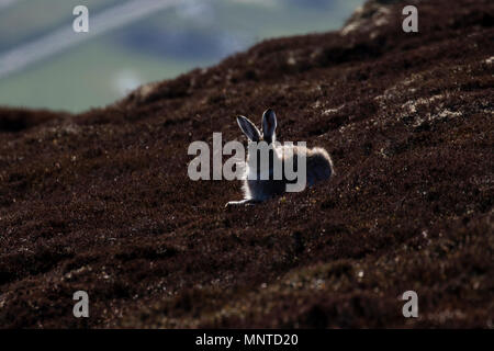 Schneehase Silhouette, Lepus timidus ruht auf einem Berghang in die Cairngorm National Park, Schottland. Stockfoto