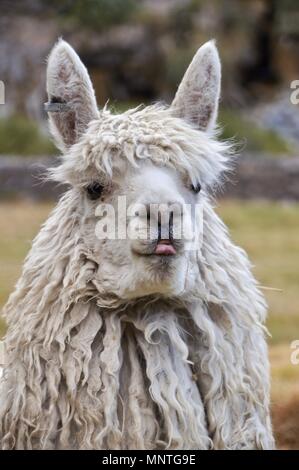 Eine freche Llama Stockfoto