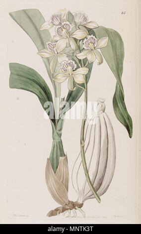 . Prosthechea radiata (syn. Epidendrum Radiatum). 1844. Miss Drake del., G. Barclay sc. 1031 Prosthechea radiata (als Epidendrum Radiatum) - Edwards vol 30 pl 45 (1844) Stockfoto