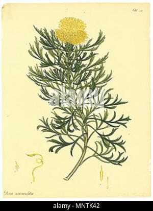 . Bild mit dem Titel Protea Anemonifolia, von Andrew's' Der Botaniker Repository, bestehend aus Farbe "Gravuren von neuen und seltenen Pflanzen nur' soll Isopogon anemonifolius werden. 1802. H C Andrews 1031 Protea Anemonifolia (Andrews) Stockfoto