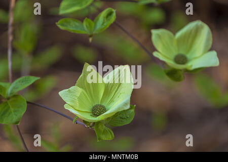 Pacific blumen Hartriegel (Cornus nuttallii) Blüte im Frühjahr im Yosemite National Park, Kalifornien, USA. Stockfoto