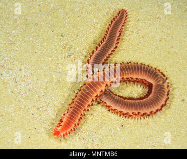 Hermodice carunculata fireworm, bärtigen, Xwejni-bucht entfernt, Gozo, Malta, Mittelmeer, Atlantik Stockfoto