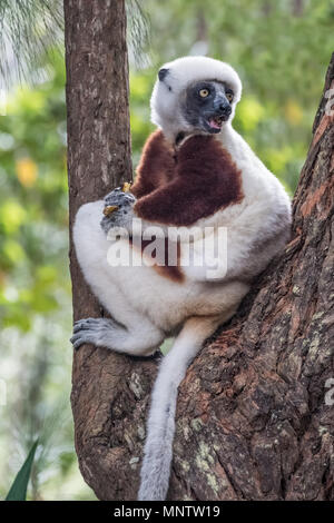 Sifaka, einem großen Lemur, die von Baum zu Baum springt in eine aufrechte Position und Verantwortungsbereichen kommt auf den Boden und, wenn Sie sie seitwärts Spaziergänge, Andasibe Stockfoto