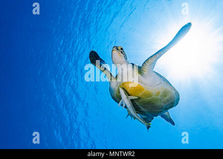 Grüne Meeresschildkröte, Chelonia mydas, mit live sharksucker, oder schlank, Echeneis naucrates sharksucker, gefährdete Arten, Marsa Mubarak, Marsa Alam, z. B. Stockfoto