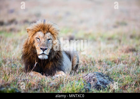 Männliche Löwe im Gras liegend in der Savanne in Afrika Stockfoto