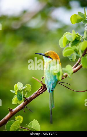 Lilac breasted Roller (Coratias caudata) im udawalawe Nationalpark, Sri Lanka Stockfoto