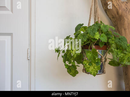 Haus Pflanze hängend auf weißem Hintergrund Stockfoto