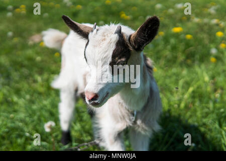 Close up Schwarz und Weiß baby Ziege auf einer Kette gegen Gras Blumen auf einem Hintergrund. Weiß lächerlich Kid ist gestreift auf einem Bauernhof, auf grünem Gras. Tier. Die Landwirtschaft. Weide. Stockfoto