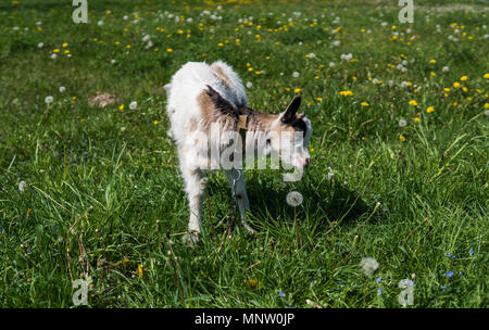 Schwarze und weiße Baby Ziege Fütterung auf eine Kette gegen Gräser und Blumen auf einem Hintergrund. Weiß lächerlich Kid ist gestreift auf einem Bauernhof, auf grünem Gras. Tier. Die Landwirtschaft. Weide. Stockfoto