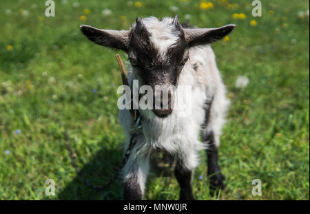 Schwarze und weiße Baby Ziege auf einer Kette gegen Gräser und Blumen auf einem Hintergrund. Weiß lächerlich Kid ist gestreift auf einem Bauernhof, auf grünem Gras. Tier. Die Landwirtschaft. Weide. Stockfoto