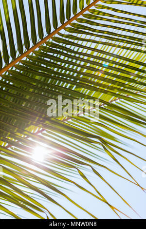 Nahaufnahme von frischen grünen Palmenblättern Stockfoto