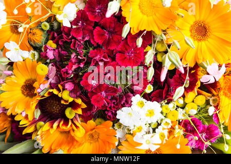 Frisches Bouquet von Frühling Blumen als Hintergrund. Stockfoto