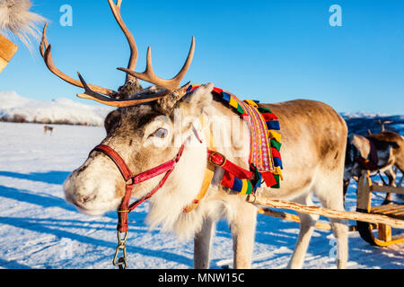 Nahaufnahme der Rentiere ziehen eines Schlittens Norden Norwegens an sonnigen Wintertag Stockfoto