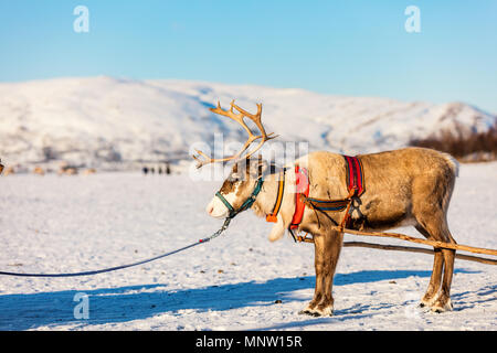 Nahaufnahme der Rentiere ziehen eines Schlittens Norden Norwegens an sonnigen Wintertag Stockfoto