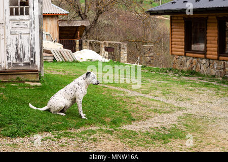 Dalmatiner Hund sitzt und unten ruht auf dem Gras an einem sonnigen Tag im Hof. Im freien Portrait von schweren Dalmatiner Hund. Close-up. Stockfoto