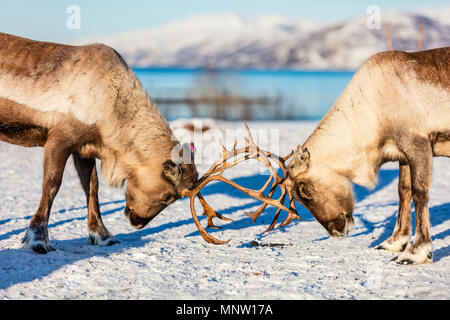 Close up Rentier Kämpfen im Norden Norwegens auf sonnigen Wintertag Stockfoto