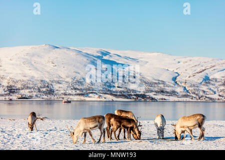 Rentiere im nördlichen Norwegen mit atemberaubenden Fjorde Landschaft auf sonnigen Wintertag Stockfoto