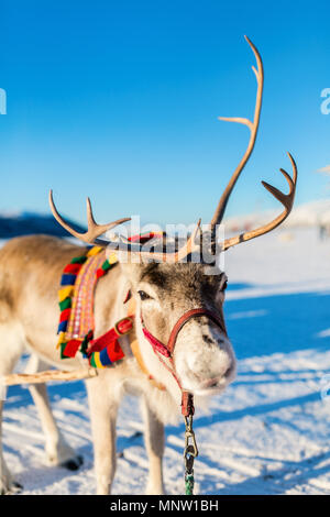 Nahaufnahme der Rentiere ziehen eines Schlittens Norden Norwegens an sonnigen Wintertag Stockfoto