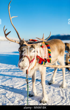 Nahaufnahme der Rentiere ziehen eines Schlittens Norden Norwegens an sonnigen Wintertag Stockfoto