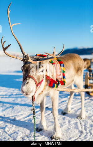 Nahaufnahme der Rentiere ziehen eines Schlittens Norden Norwegens an sonnigen Wintertag Stockfoto