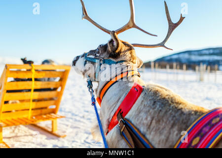 Nahaufnahme der Rentiere ziehen eines Schlittens Norden Norwegens an sonnigen Wintertag Stockfoto