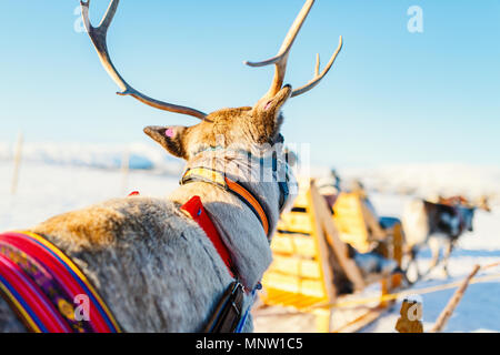 Nahaufnahme der Rentiere ziehen eines Schlittens Norden Norwegens an sonnigen Wintertag Stockfoto