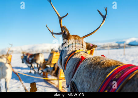 Nahaufnahme der Rentiere ziehen eines Schlittens Norden Norwegens an sonnigen Wintertag Stockfoto