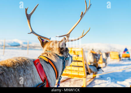 Nahaufnahme der Rentiere ziehen eines Schlittens Norden Norwegens an sonnigen Wintertag Stockfoto