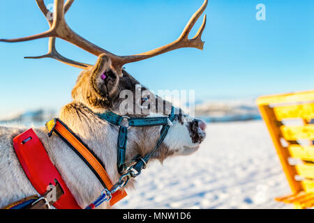 Nahaufnahme der Rentiere ziehen eines Schlittens Norden Norwegens an sonnigen Wintertag Stockfoto