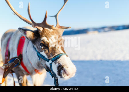 Nahaufnahme der Rentiere ziehen eines Schlittens Norden Norwegens an sonnigen Wintertag Stockfoto