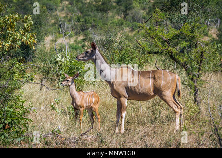 Große Kudu im Krüger-Nationalpark, Südafrika; Specie Tragelaphus Strepsiceros Familie der Horntiere Stockfoto