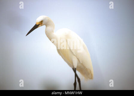 Ein Snowy Egret (Egretta thula) auf den Docks in Clearwater, Florida, USA Stockfoto