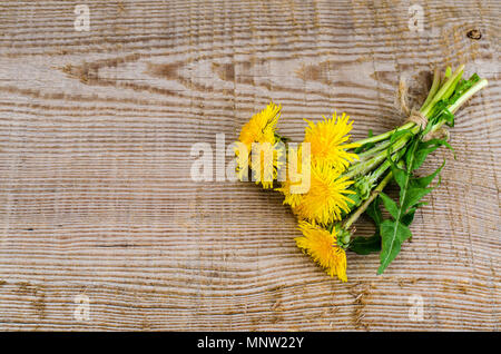 Gelb blühenden Löwenzahn auf Holz- Oberfläche. Studio Foto Stockfoto