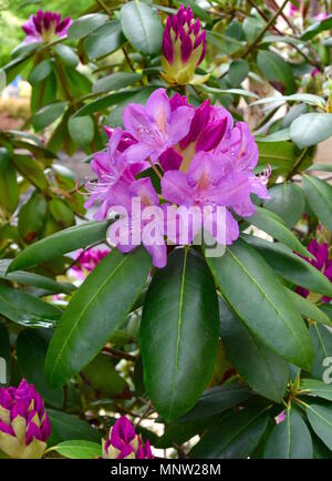 Rosa Blumen, purpurrote Knospen und grüne Blätter eines Catawba rhododendron Pflanzen in einem Garten. Stockfoto