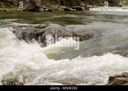 Starke Strömung und kochendem Wasser in Mountain River mit Spritzern. Schnelle Stream in den Karpaten, in der Ukraine. Steine in einem Berg River. Natürliche backgro Stockfoto