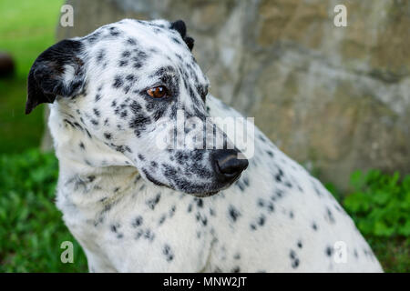 Fang von einem Dalmatiner Hund draußen auf grünem Gras in Hof. Portrait hund Kopf. Im Freien. Horizontale. Close-up. Stockfoto