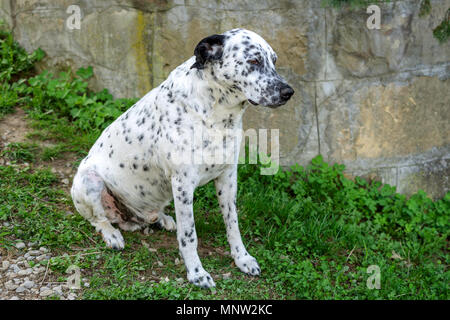 Dalmatiner Hund sitzt und unten ruht auf dem Gras an einem sonnigen Tag im Hof. Im freien Portrait von schweren Dalmatiner Hund. Close-up. Stockfoto