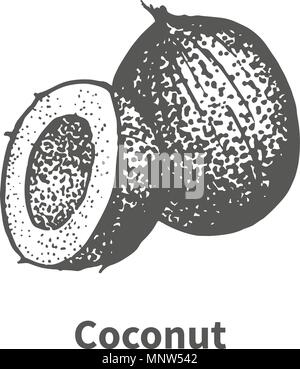 Doodle Skizze handgezeichnete Coconut Stock Vektor
