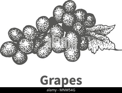 Vector Illustration Hand gezeichnete Trauben Stock Vektor