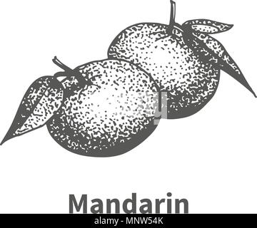 Vector Illustration Hand gezeichnete Mandarin Stock Vektor