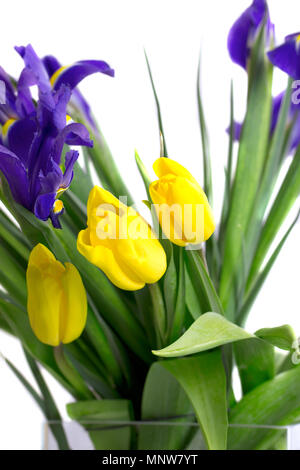 Strauß Frühlingsblumen - gelbe Tulpen und blaue Iris. Isolierung Stockfoto