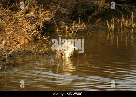 Unreife des Schwarzen - gekrönte Nachtreiher, Nycticorax nycticorax, oder Schwarz-capped Night Heron. Delta del Llobregat Naturpark. Barcelona. Katalonien, Stockfoto