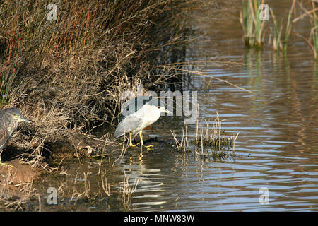 Die schwarz-gekrönter Nachtreiher, Nycticorax nycticorax, oder Schwarz-capped Night Heron. Delta del Llobregat Naturpark. Barcelona. Katalonien, Spanien Stockfoto