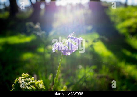 Bluebells wird durch das Licht in Ashdown Forest, Sussex, England Hit Stockfoto