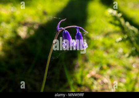 Bluebells wird durch das Licht in Ashdown Forest, Sussex, England Hit Stockfoto