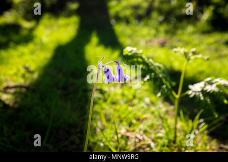 Bluebells wird durch das Licht in Ashdown Forest, Sussex, England Hit Stockfoto